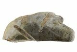 Fossil Ichthyosaurus Bones in Cross-Section - England #171182-1